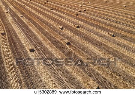 Stock Photo - Aerial view of hay bales in field after harvest. Fotosearch