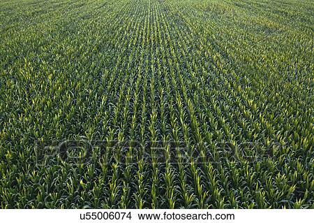 Aerial view of sweetcorn field View Large Photo Image Picture - Aerial view of sweetcorn field. Fotosearch