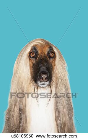 Stock Image - Afghan Hound against blue background. Fotosearch