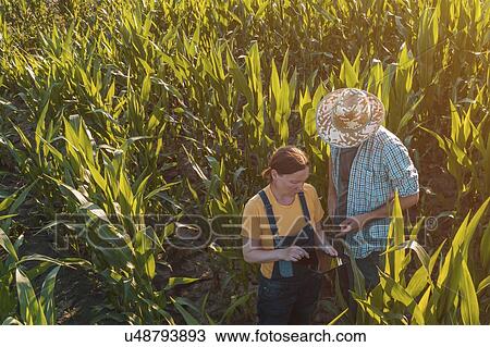 Agronomist advising corn farmer in field View Large Photo Image Stock Image - Agronomist advising corn farmer in field. Fotosearch