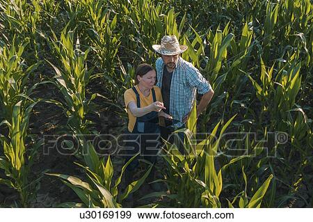 Agronomist advising corn farmer in field View Large Photo Image Stock Photo - Agronomist advising corn farmer in field. Fotosearch