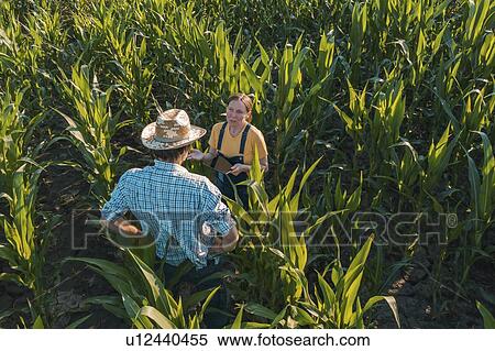 Stock Photography - Agronomist advising corn farmer in field. Fotosearch