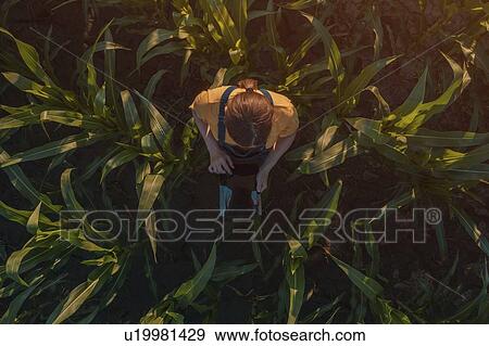 Agronomist using tablet computer in corn field View Large Photo Image Stock Photo - Agronomist using tablet computer in corn field. Fotosearch