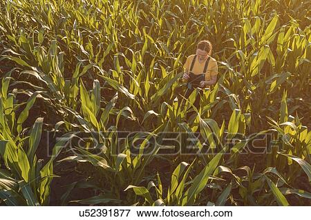 Agronomist using tablet computer in corn field View Large Photo Image Stock Photo - Agronomist using tablet computer in corn field. Fotosearch