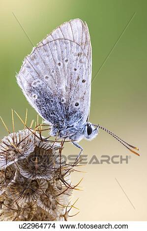 Amanda's blue butterfly View Large Photo Image Picture - Amanda's blue butterfly. Fotosearch