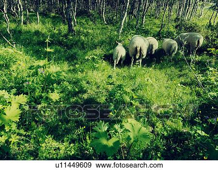 Animals in forest View Large Photo Image Stock Photo - Animals in forest. Fotosearch