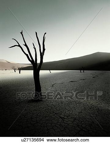 Picture - Arid landscape tree in desert. Fotosearch