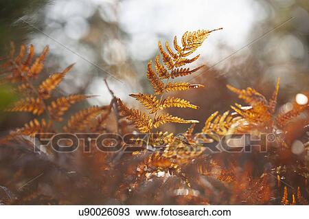 Stock Image - Autumn fern leaves on sunny day. Fotosearch