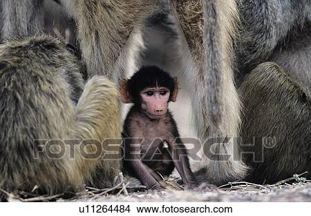 Baby monkey sheltering with this parents in wild View Large Photo Image Picture - Baby monkey sheltering with this parents in wild. Fotosearch