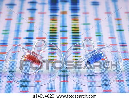 Stock Image - Baby soother in petri dish to illustrate baby next to human DNA profile. Fotosearch