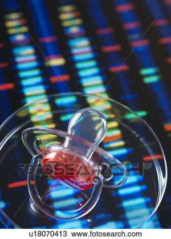 Stock Image - Baby soother in petri dish to illustrate baby next to human DNA profile. Fotosearch