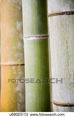 Stock Image - Bamboo close up. Fotosearch