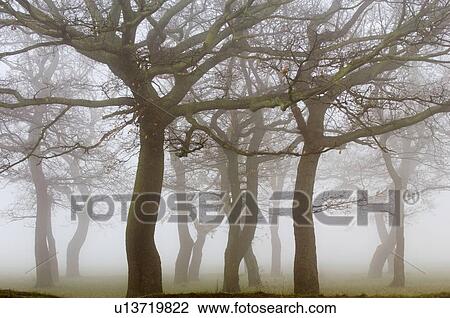 Stock Image - Bare trees on foggy day. Fotosearch