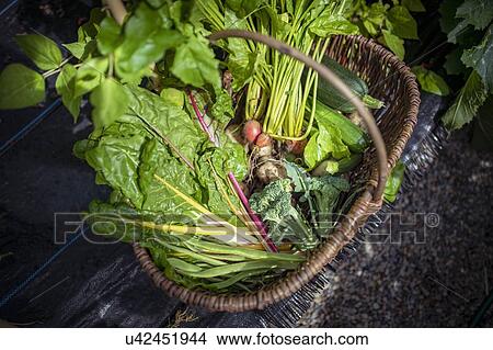 Basket of courgettes, broccoli, swiss chard, golden beetroot, runner beans and new potatoes in organic vegetable garden View Large Photo Image Picture - Basket of courgettes, broccoli, swiss chard, golden beetroot, runner beans and new potatoes in organic vegetable garden. Fotosearch
