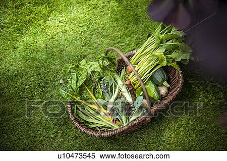 Stock Photography - Basket of courgettes, broccoli, swiss chard, golden beetroot, runner beans, new potatoes and fennel in organic vegetable garden. Fotosearch