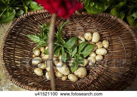 Basket of new potatoes and mint leaves in organic vegetable garden View Large Photo Image Stock Image - Basket of new potatoes and mint leaves in organic vegetable garden. Fotosearch