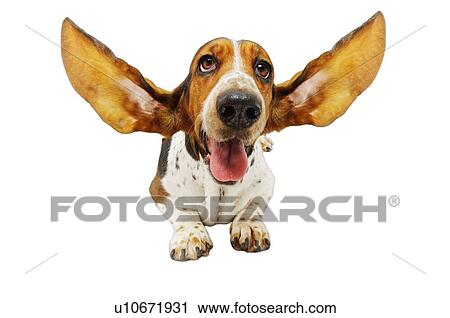 Basset Hound with Outstretched Ears View Large Photo Image Stock Image - Basset Hound with Outstretched Ears. Fotosearch