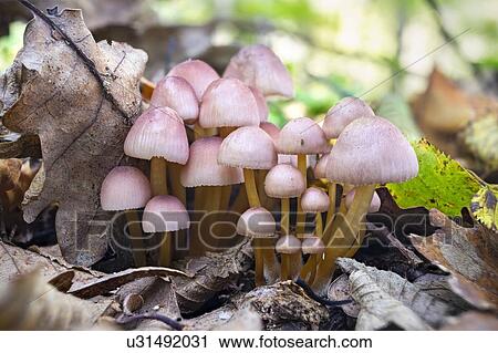 Stock Image - Beautiful bonnet mushroom pack. Fotosearch