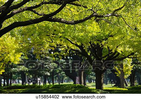 Beautiful tree lined park View Large Photo Image Stock Image - Beautiful tree lined park. Fotosearch