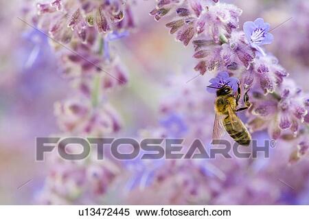 Bee on purple flower View Large Photo Image Stock Photography - Bee on purple flower. Fotosearch