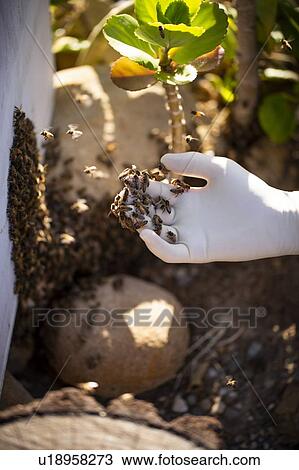 Bees on beekeeper's hand View Large Photo Image Stock Image - Bees on beekeeper's hand. Fotosearch