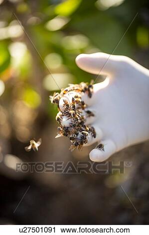 Stock Image - Bees on beekeeper's hand. Fotosearch
