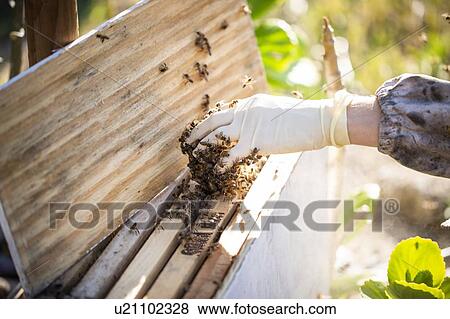 Bees on beekeeper's hand View Large Photo Image Stock Photo - Bees on beekeeper's hand. Fotosearch
