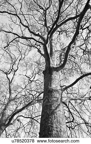 Black and white photo of Tree in Winter View Large Photo Image Stock Photo - Black and white photo of Tree in Winter. Fotosearch