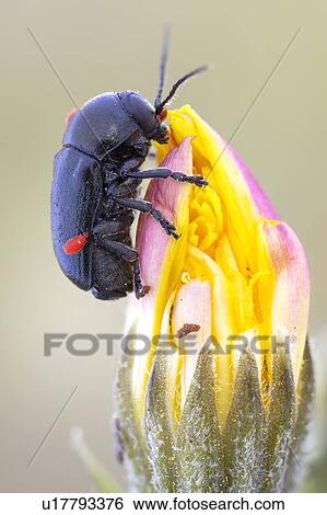 Stock Photograph - Black leaf beetle. Fotosearch