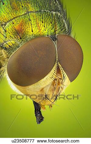 Stock Photo - Blow fly head. Fotosearch