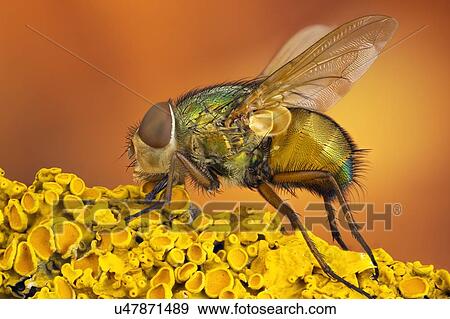 Blow fly View Large Photo Image Stock Photo - Blow fly. Fotosearch