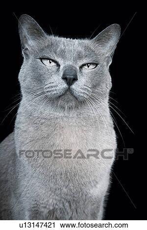 Blue Burmese cat against black background View Large Photo Image Stock Image - Blue Burmese cat against black background. Fotosearch