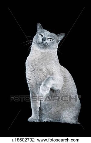 Blue Burmese cat against black background View Large Photo Image Stock Image - Blue Burmese cat against black background. Fotosearch