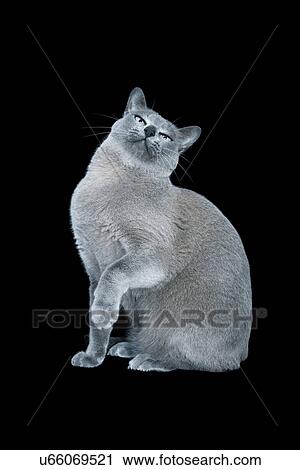 Blue Burmese cat against black background View Large Photo Image Stock Image - Blue Burmese cat against black background. Fotosearch
