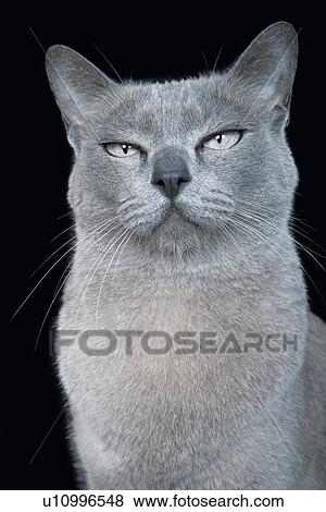 Stock Photo - Blue Burmese cat against black background. Fotosearch