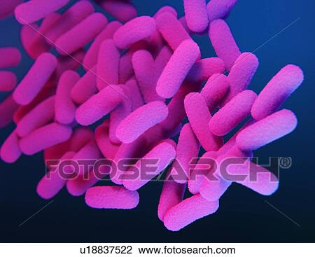 Bordetella pertussis bacteria, illustration View Large Photo Image Stock Image - Bordetella pertussis bacteria, illustration. Fotosearch