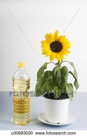Stock Image - Bottle of sunflower oil with sunflower plant. Fotosearch