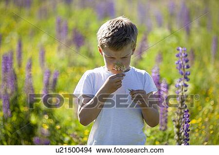 Picture - Boy discovering and smelling flowers in meadows. Fotosearch