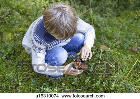 Picture - Boy picking up wild mushrooms in forest. Fotosearch