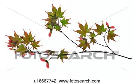 Stock Image - Branch of Japanese Maple on white background. Fotosearch