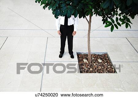 Businessman Standing Behind Tree View Large Photo Image Stock Image - Businessman Standing Behind Tree. Fotosearch
