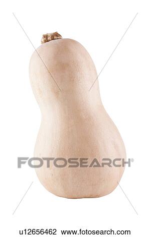 Butternut Squash View Large Photo Image Stock Image - Butternut Squash. Fotosearch