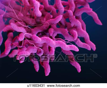 Campylobacter bacteria, illustration View Large Photo Image Stock Image - Campylobacter bacteria, illustration. Fotosearch