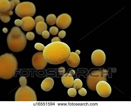 Picture - Candida auris fungus, illustration. Fotosearch