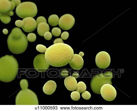 Stock Image - Candida auris fungus, illustration. Fotosearch