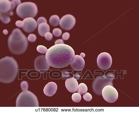 Candida auris fungus, illustration View Large Photo Image Stock Image - Candida auris fungus, illustration. Fotosearch