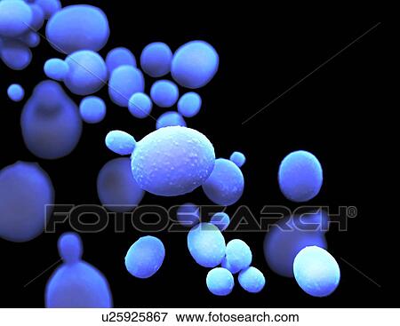 Stock Photo - Candida auris fungus, illustration. Fotosearch