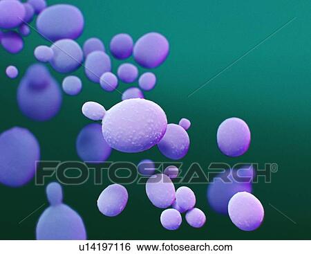 Candida auris fungus, illustration View Large Photo Image Stock Photograph - Candida auris fungus, illustration. Fotosearch