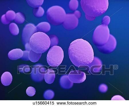 Stock Photography - Candida fungus, illustration. Fotosearch