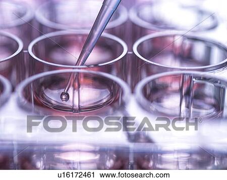 Cell sample being pipetted into multi well plate containing growth medium in laboratory View Large Photo Image Stock Image - Cell sample being pipetted into multi well plate containing growth medium in laboratory. Fotosearch